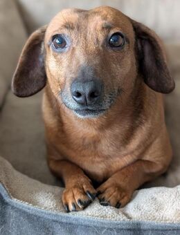 Marlene - süße Dackeldame - Obertshausen