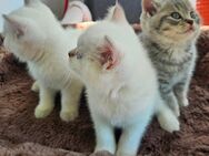 Süße BKH Kitten – geboren am 10.04.2025 - Velbert