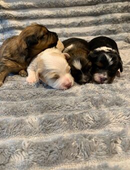 Havaneser Welpen - Sankt Ingbert