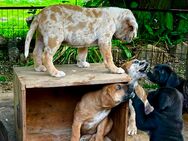 Deutsche Dogge/Bordeauxdogge Mischlinge Welpen