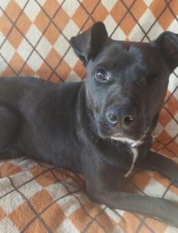 Nachos, liebenswerter Labbi Mix - Remagen