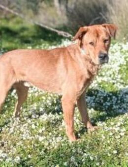 Hübscher Akilla sucht aktives Zuhause - Kropp