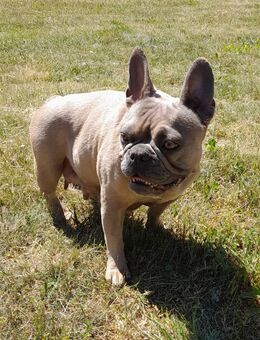 Französische Bulldogge-Mix Welpen suchen ein liebevolles Zuhause - Berlin