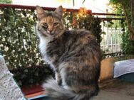Wunderschöne Masha sucht ihr Zuhause - Margetshöchheim
