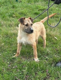 Jerry möchte viel erleben - Nordwalde