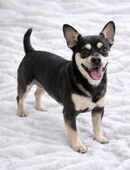 Französische Bulldoggen Frusky keine Qualzucht in 90537