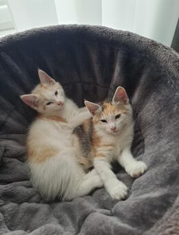 Maine Coon Mix - Vechta