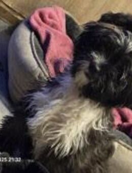 Bolonka Welpe - Gräfenthal