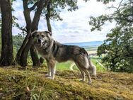 Raffi, auf Pflege in Nordheim/BW - Bonndorf (Schwarzwald)