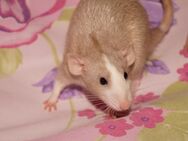 2 zuckersüsse Ratten Mädels ( 9 wochen alt ) - Frankfurt (Main)