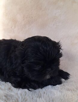 Super süße Shih-Tzu Welpen wollen dein Herz erobern - Köln