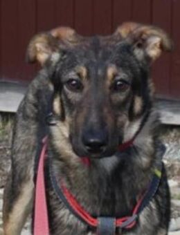 Bescheidene OLIVKA sucht ein Zuhause - Bad Bevensen