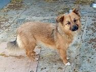 Foxy - 35 cm, charmant - Weilheim (Oberbayern)