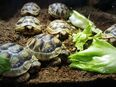 Griechische Landschildkröten Breitrandschildkröten (Testudo marginata) Nachzuchten 2023 in 73450