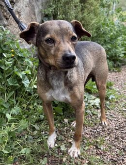 Cooler Wippet/Ratoneromix Pete sucht# - Essen