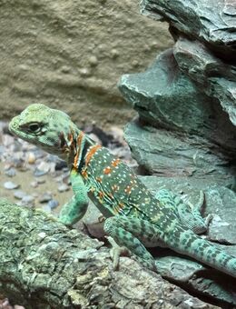 Crotaphytus collaris collaris - Niedernhall Zentrum