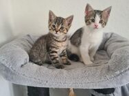 BKH Kitten Reinrassig Black Golden Tabby, Black Golden , - Hagen (Stadt der FernUniversität)