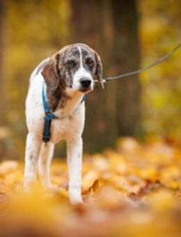 Dario wartet sehnsüchtig auf Sie - Neuss