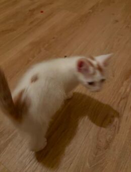 Katzen kitten - Schramberg Zentrum