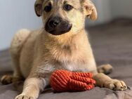 ❤️Lieber Welpe Benny sucht ein Zuhause! - Eislingen (Fils)