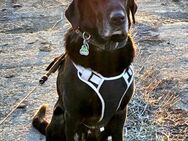 Sanfter Riese und absoluter Familienhund - Berlin