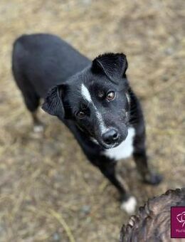 Deja würde so gerne ankommen ❤️🐕❤️ - Spenge