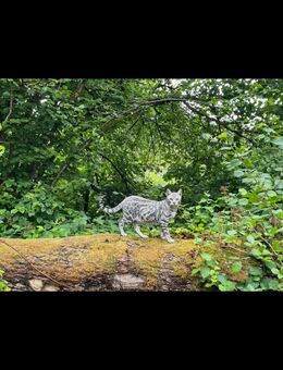 Bengal-Kater - Morsbach