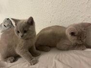 2 Kitten für ein neues zu Hause - Gummersbach