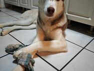 Husky-Malamute Mix - Kornwestheim