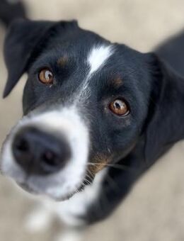 Momo - Menschenbezogen & charmant - Berlin