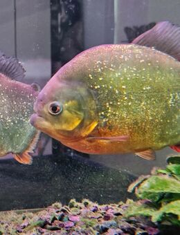 XXL 2Jahre altes Zuchtpärchen Roter Piranha (Pygocentrus nattereri) - Magdeburg