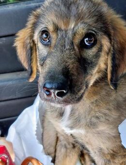 Milo sucht dringend sein Forever Home! - Oberhausen