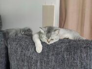 2 bkh Katzen weiblich - Coburg