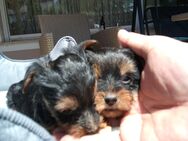 Reinrassige Yorkshire terrier Welpen - Passau