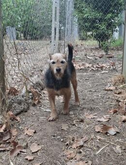 DRAGO 🍀🍀🍀 ALTERSRUHESITZ gesucht - Herxheim (Landau)