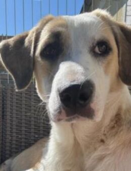 Klara ♥️ unsere süße Maus - Kallmünz