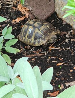Griechische Landschildkröten zuverkaufen - Moers