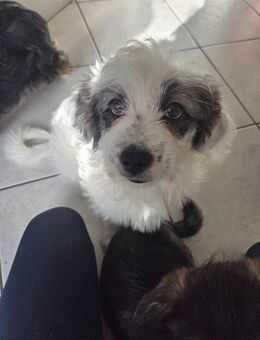 Malteser Mix Welpen - Recklinghausen