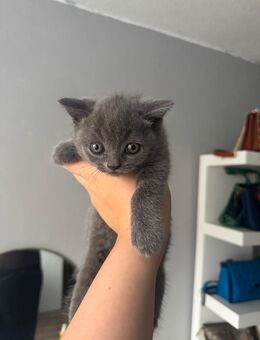 reinrassige BKH kitten - Dortmund