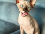 Canadian Sphynx Kitten mit Tasthaaren - Berlin