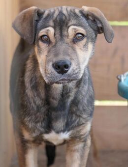 ZEUS - Schüchtener Rüde - Kallmünz