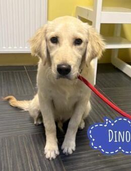 Dino ein kleiner Engel - Flörsheim-Dalsheim