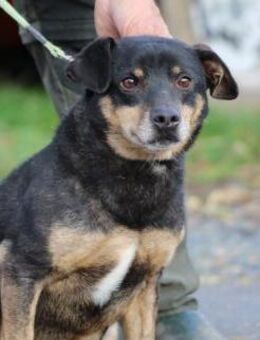 Tim - zutraulicher, kleiner Rüde - Lohra