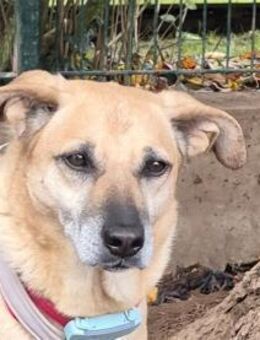 Zamira - wartet in 96160 Geiselwind - Oberwies