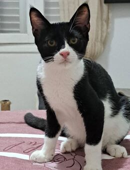 Fabio - der freundliche Kater - Kirchheim (München)
