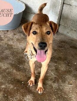 NANDI sucht ein liebevolles Zuhause ❤️ - Saarbrücken