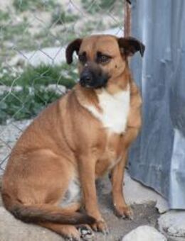 Berta aus animal hording Ho - Ludwigshafen (Rhein)