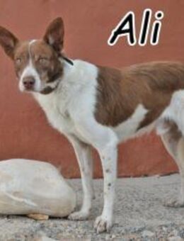 Ali sucht sein eigenes Zuhause 🎁 - Essingen (Rheinland-Pfalz)