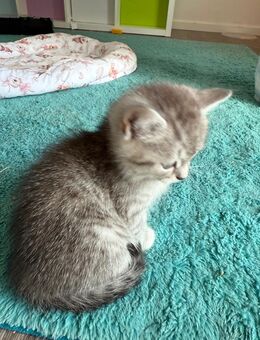 BKH Kitten TIGER männlich Maikätzchen - Rheda-Wiedenbrück