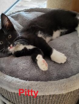 Bezaubernde Norweger Mix Kitten - Schöffengrund